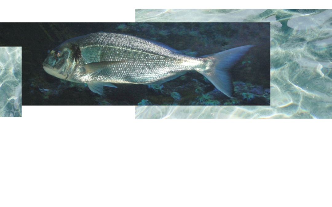 1st Newsletter of AZA4ICE Project